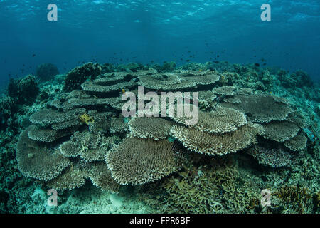 Il fondale è ricoperto da reef coralli edificio nel Parco Nazionale di Komodo, Indonesia. Questa regione tropicale in Indonesia è noto f Foto Stock