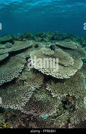 Il fondale è ricoperto da reef coralli edificio nel Parco Nazionale di Komodo, Indonesia. Questa regione tropicale in Indonesia è noto f Foto Stock