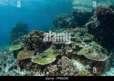 Un sano Coral reef vive nel Parco Nazionale di Komodo, Indonesia. Questa area tropicale nel Pacifico occidentale porti un extraordin Foto Stock