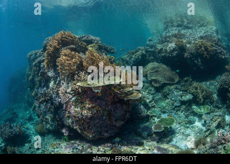 Un sano Coral reef vive nel Parco Nazionale di Komodo, Indonesia. Questa area tropicale nel Pacifico occidentale porti un extraordin Foto Stock