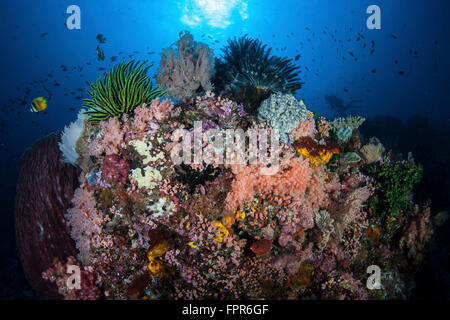 Una bella e sana barriera corallina si sviluppa nel Parco Nazionale di Komodo, Indonesia. Questa regione tropicale in Indonesia è noto per la sua Foto Stock