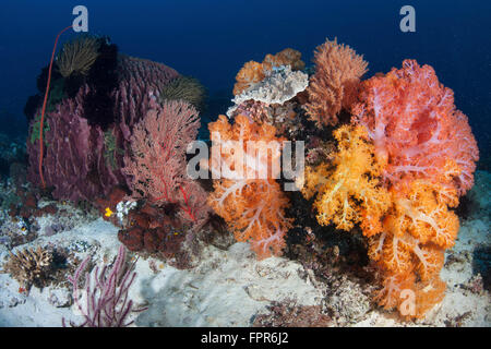 Brillante coralli molli crescere con altri invertebrati su un bel reef nel Parco Nazionale di Komodo, Indonesia. Questa regione tropicale Foto Stock