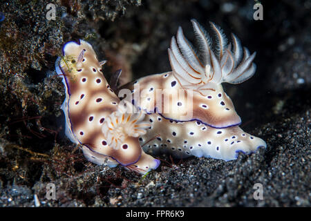 Una coppia di colorati nudibranch (Risbecia tryoni) strisciando su un fondale di sabbia nera in Indonesia. Foto Stock