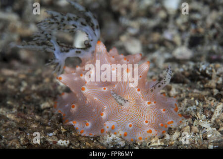 Una bella nudibranch (Halgerda batangas) crawl sul fondale sabbioso di Lembeh strait, Indonesia. Lembeh strait è noto per Foto Stock