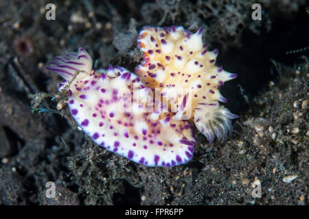 Una coppia di nudibranchi (Mexichromis sp.) il cerchio di ogni altro tentativo di mate nel Parco Nazionale di Komodo, Indonesia. Questa splendida zona Foto Stock