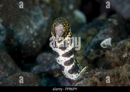 Un fiocco di neve a moray eel (Echidna nebulosa) affiora la sua testa al di fuori di un foro nel Parco Nazionale di Komodo, Indonesia. Questa bellissima zona di ha Foto Stock