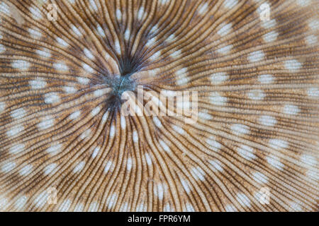 Dettaglio di un fungo coral (Fungia sp.) su una scogliera nel Parco Nazionale di Komodo, Indonesia. Questa regione tropicale in Indonesia è noto Foto Stock