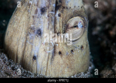 Un piccolo filtro rimuove gamberetti parassiti da un nero-serpente alettato anguilla (Ophichthus cephalozona) su un fondale di sabbia in Indonesia. Foto Stock