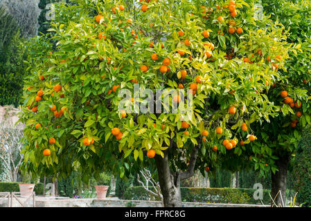 Arancio, Alhambra di Granada, Spagna, Europa Foto Stock