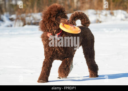 Barboncino standard in piedi con frisbee nella neve in inverno. Foto Stock