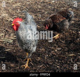 Deutscher, Sperber, Haushuhnrasse Foto Stock