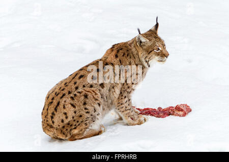 Eurasian (Lynx Lynx lynx) mangiare carne nella neve in inverno, foresta bavarese Germania Foto Stock