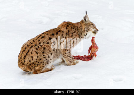 Eurasian (Lynx Lynx lynx) chewhing carne nella neve in inverno, foresta bavarese Germania Foto Stock