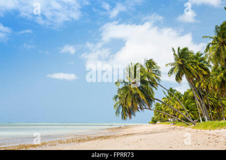 Geografia/travel, Americhe, Sud America, Brasile, Alagoas, Patacho beach, palme da cocco e vegetazione tropicale, spiaggia sabbiosa Foto Stock