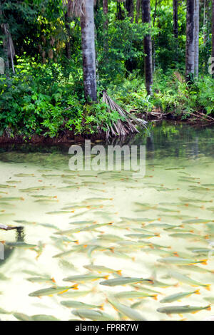 Sud America, Brasile, Pantanal, Mato Grosso. Un fiume pieno di pesci con la scuola Piraputanga (Brycon hilarii) e Dourado (Salminus brasiliensis) Foto Stock