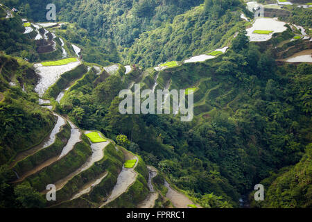 Asia, Asia orientale, Filippine, Cordigliera, Banaue, sito Patrimonio Mondiale dell'UNESCO, terrazze di riso della Cordigliera filippina Foto Stock