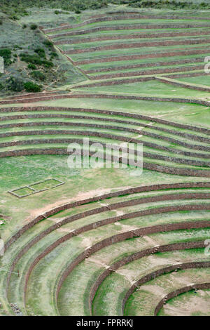 Geografia/travel, Sud America, Perù, Cusco Valle Sacra, Valle di Urubamba, Maras, murene, verdeggiante pre-ispanici terrazze, fatta Foto Stock