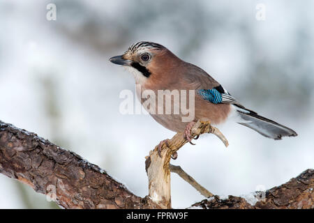 Jay (Garrulus glandarius) seduto sul ramo di albero in inverno, Tirolo, Austria Foto Stock