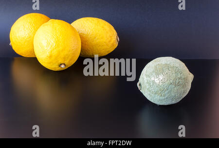 Limone organico coperti in secca grigio blu stampo su uno sfondo nero collocato vicino a tre quelli sani. Foto Stock