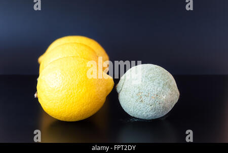 Limone organico coperti in secca grigio blu stampo su uno sfondo nero collocato vicino a tre quelli sani. Foto Stock