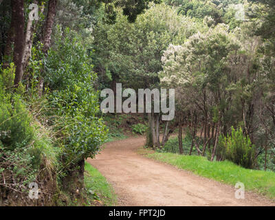 Escursioni attraverso Montes del Agua, avete tree erica e alloro lungo la Via, vicino Erjos del Tanque, Tenerife Spagna Foto Stock