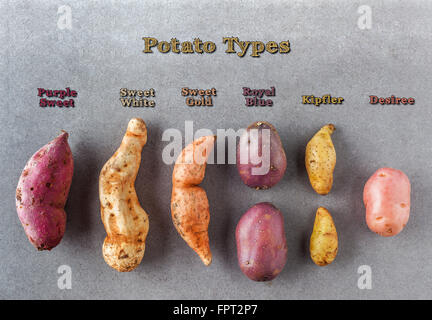 Diversi tipi di patate piatto adagiare sulla superficie di pietra con etichette di testo Foto Stock