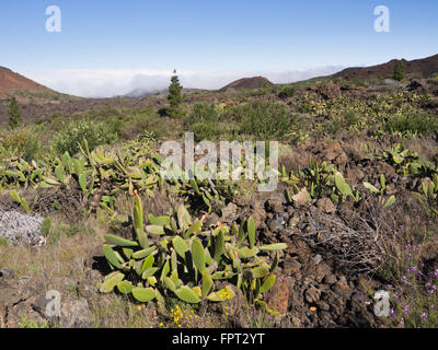 'Malpais' badlands, vegetazione riconquistare una zona di lava solidificata in montagna vicino a Santiago del Teide Tenerife Spagna Foto Stock