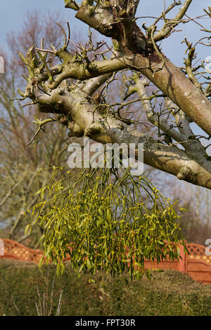 Vischio (Viscum album) pendente dal ramo di melo Foto Stock