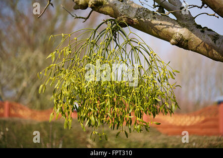 Vischio (Viscum album) pendente dal ramo di melo Foto Stock