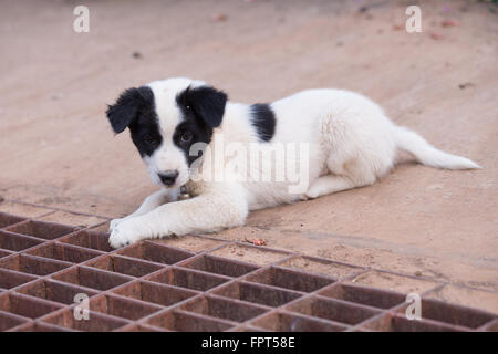 White puppy dog stabiliscono sulla strada Foto Stock