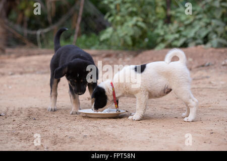 Due cucciolo di cane a mangiare cibo sul terreno Foto Stock