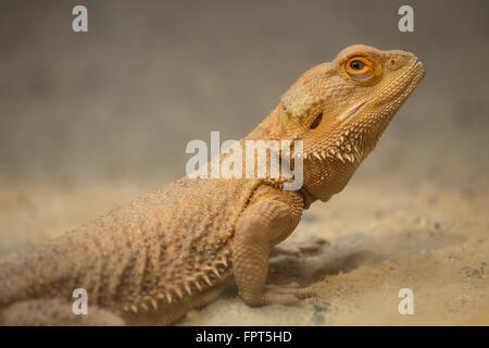 Chiusura del drago Barbuto (Pogona vitticeps) Foto Stock