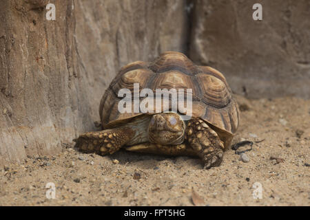 Starred birmano tartaruga (Geochelone platynota) sul terreno Foto Stock