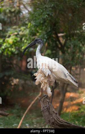 A testa nera (ibis Threskiornis melanocephalus) sulla struttura ad albero Foto Stock