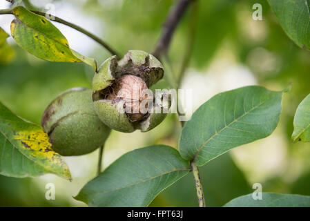 Close-up di noci (Juglans regia) nella shell su albero, Monaco di Baviera, Germania Foto Stock