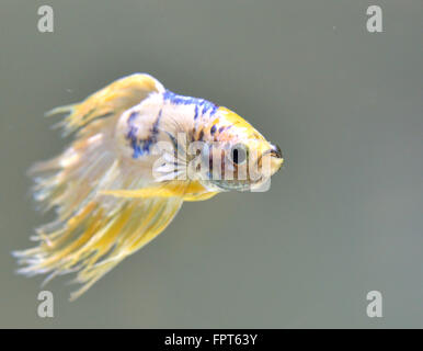 Corona maschio di coda Betta splendens Siamese pesce combattente Foto Stock