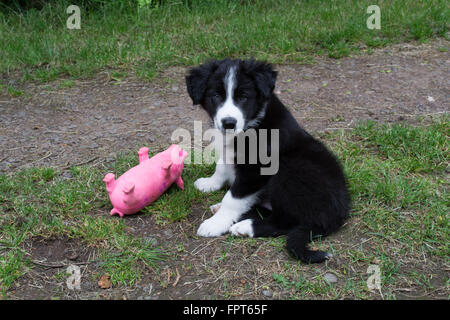 Border Collie cucciolo giocattolo con il maiale Foto Stock