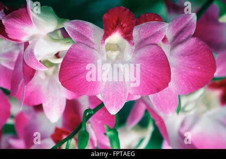 Close-Up di orchidee, Singapore Botanic Garden Foto Stock