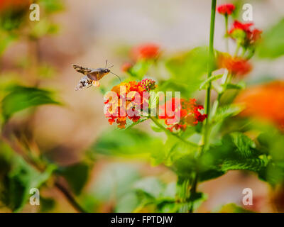 Macroglossum stellatarum nettare alimentazione su fiori di lantana camara Foto Stock