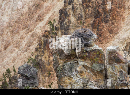 Osprey nido nel Parco Nazionale di Yellowstone. Foto Stock