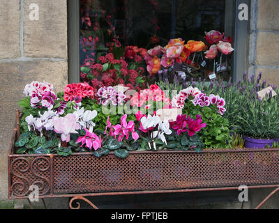 Visualizzazione di pelargoniums e ciclamino in un contenitore sul marciapiede fuori da un negozio di fiori in Hebden Bridge, Yorkshire. Foto Stock