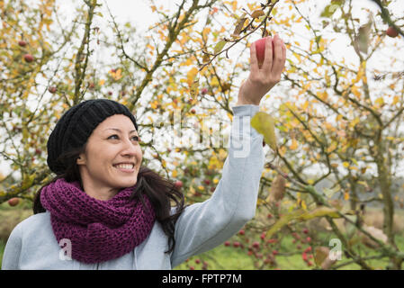 Donna raccolta una mela da un albero in un meleto, Baviera, Germania Foto Stock