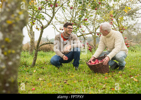 Padre e figlio sono felice con la raccolta delle mele in un Apple orchard, Baviera, Germania Foto Stock