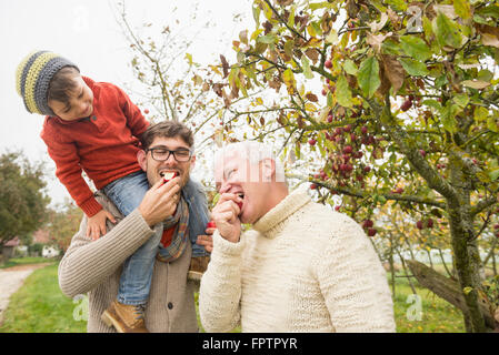 Figlio guardando suo padre e suo nonno mangiare Apple in un Apple orchard, Baviera, Germania Foto Stock