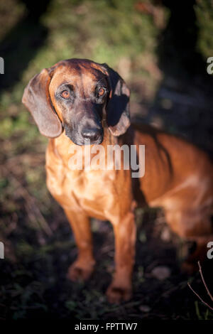 Montagna bavarese Hound seduti in giardino, Fürstenfeldbruck, Baviera, Germania Foto Stock