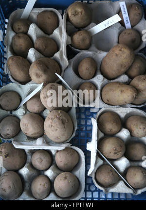 Tuberi seme di patate Chitting Foto Stock