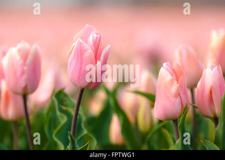 Primo piano della rosa tulipani Olandesi in un'aiuola durante la stagione primaverile nei Paesi Bassi. Foto Stock