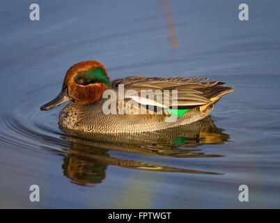 Eurasian teal o common teal, Anas crecca, galleggia sull'acqua Foto Stock