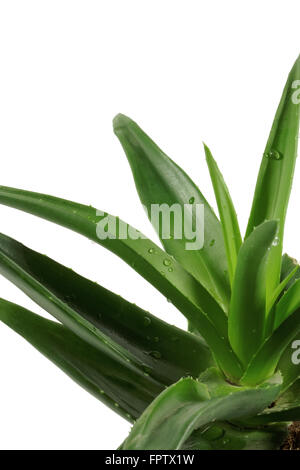 Aloe Vera impianto isolato su sfondo bianco Foto Stock