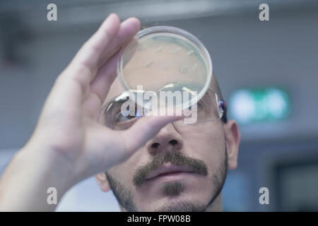 Scienziato esaminando i microrganismi in capsula di petri in un laboratorio di farmacia, Freiburg im Breisgau, Baden-Württemberg, Germania Foto Stock